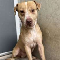 adopt-pet