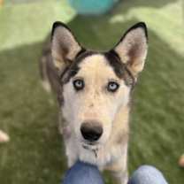 adopt-pet