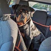 Thumbnail photo of POPPY #2