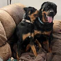 Thumbnail photo of POPPY #3