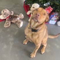 Thumbnail photo of Iggy #1