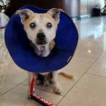 Thumbnail photo of Mr Pillow - M #4