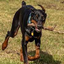 Thumbnail photo of Chandler Goose #1