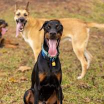 Thumbnail photo of Chandler Goose #4