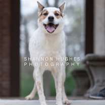 Thumbnail photo of Dot aka Koda #3
