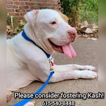 Thumbnail photo of Kash #1