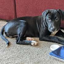 Thumbnail photo of Oreo #3