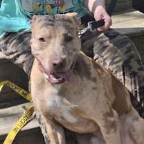 Thumbnail photo of Harlem #2