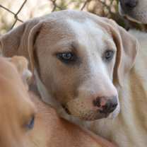 adopt-pet