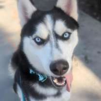 Thumbnail photo of ARTHUR #1