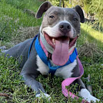 Thumbnail photo of Adorable Precious #4