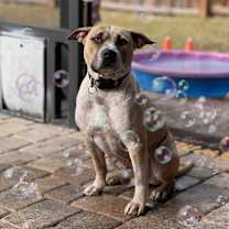 Thumbnail photo of Sundae #2