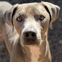 Thumbnail photo of Renegade #3