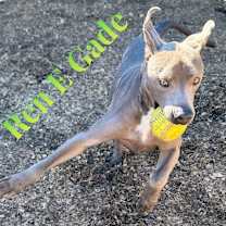 Thumbnail photo of Renegade #4