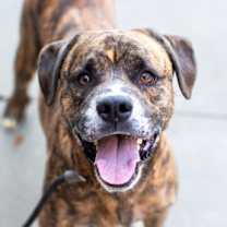 Thumbnail photo of Subaru - IN FOSTER #1