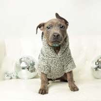 Thumbnail photo of Weston #4