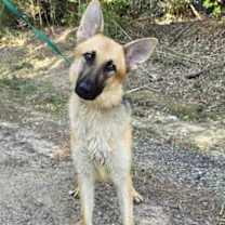 Thumbnail photo of Nani #1