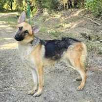 Thumbnail photo of Nani #3