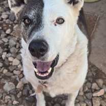 adopt-pet