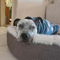 adopt-pet