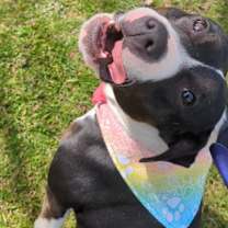 Thumbnail photo of Millie #2