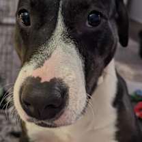 Thumbnail photo of Millie #3
