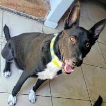 Thumbnail photo of Sirius #3