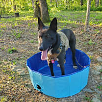 Thumbnail photo of Sirius #4