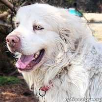 Thumbnail photo of Gordo in KY - Adores Attention! #1