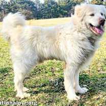 Thumbnail photo of Gordo in KY - Adores Attention! #2