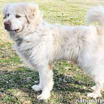 Thumbnail photo of Gordo in KY - Adores Attention! #3