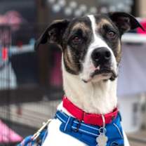 Thumbnail photo of Dice #1