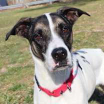 Thumbnail photo of Dice #2