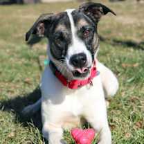 Thumbnail photo of Dice #3