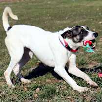 Thumbnail photo of Dice #4