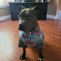 Thumbnail photo of Rocky #1