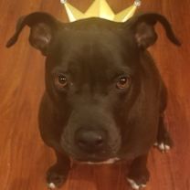 Thumbnail photo of Rocky #2