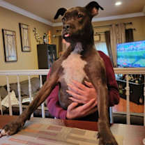 Thumbnail photo of Rocky #4