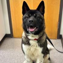 Thumbnail photo of Toby #1