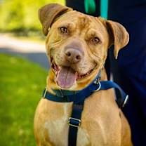 Thumbnail photo of Phoenix #1