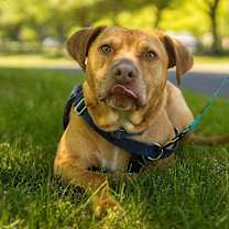 Thumbnail photo of Phoenix #3