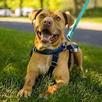 Thumbnail photo of Phoenix #4