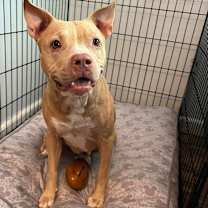 Thumbnail photo of Rosie #3