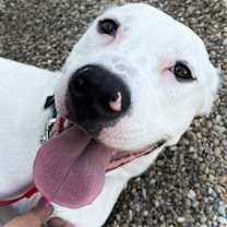 Thumbnail photo of Chase #1