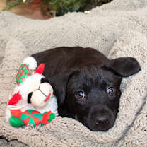 Thumbnail photo of Yule log #1