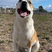 Thumbnail photo of Goose #2