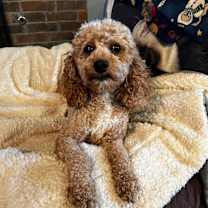 Thumbnail photo of Ruby #4