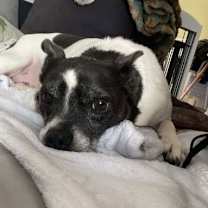 Thumbnail photo of Shadow ~ #3