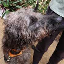 Thumbnail photo of CHAMPION ~ High Agility & IQ! #2