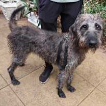 Thumbnail photo of CHAMPION ~ High Agility & IQ! #4